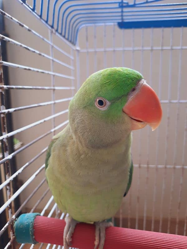 FEMALE PAHRI PARROT TALKING PARROT FOR SALE WITH MASTER CAGE 0