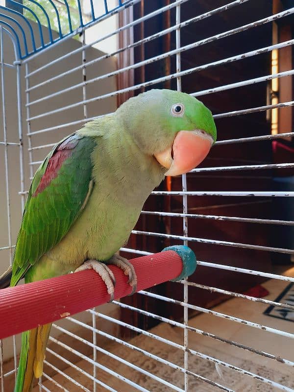 FEMALE PAHRI PARROT TALKING PARROT FOR SALE WITH MASTER CAGE 1