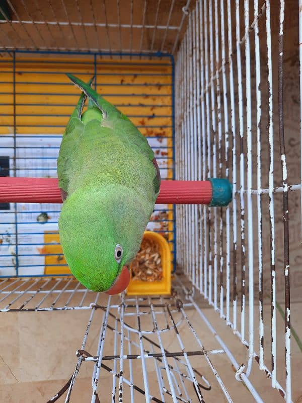 FEMALE PAHRI PARROT TALKING PARROT FOR SALE WITH MASTER CAGE 2