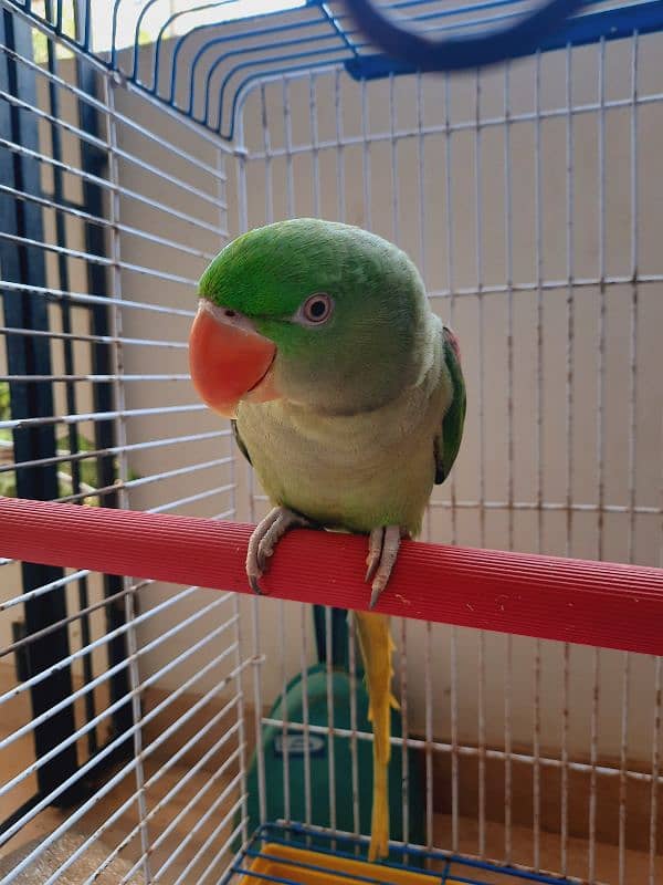 FEMALE PAHRI PARROT TALKING PARROT FOR SALE WITH MASTER CAGE 3