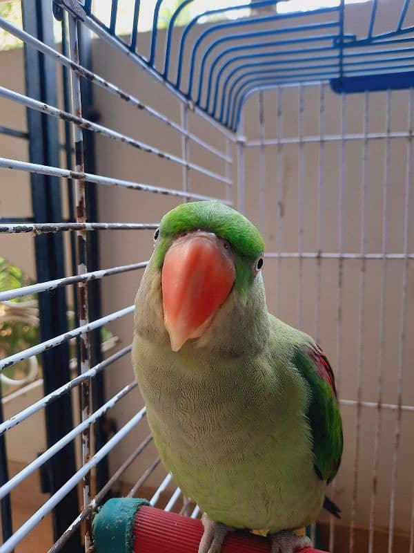 FEMALE PAHRI PARROT TALKING PARROT FOR SALE WITH MASTER CAGE 4