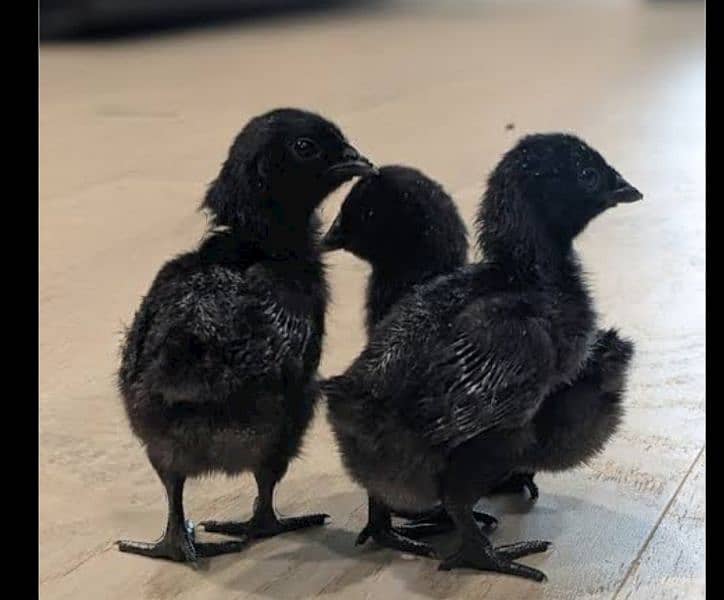 ayam cemani chicks 0