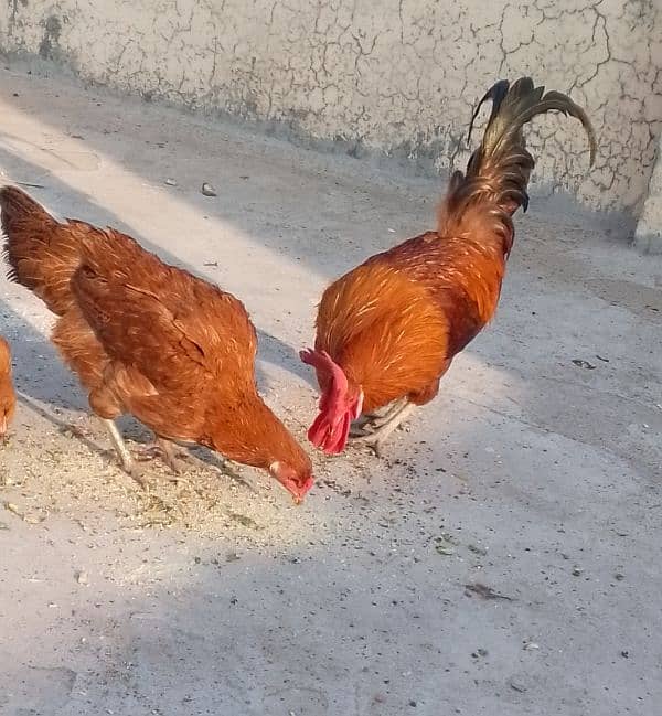 Desi hen pair 0