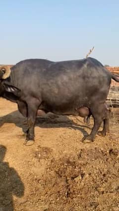 buffalo 10 kg milk one time