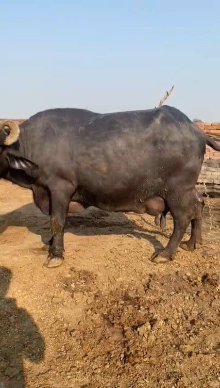 buffalo 10 kg milk one time 0