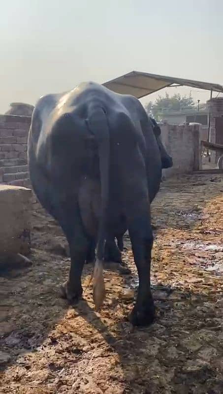 buffalo 10 kg milk one time 6