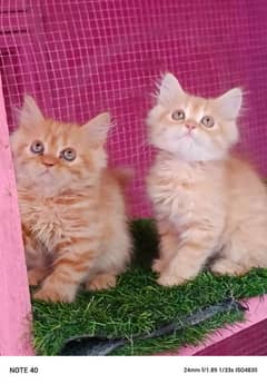 Persian kittens/ ginger / male / female / kittens available for sale