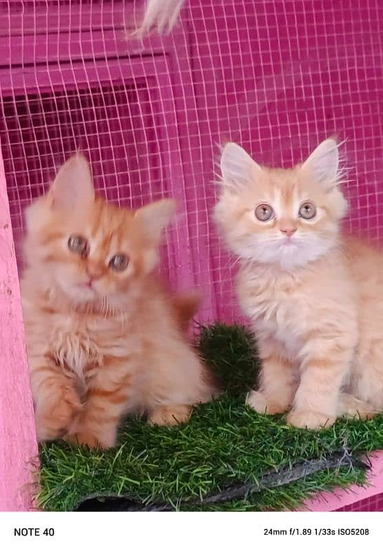 Persian kittens/ ginger / male / female / kittens available for sale 1