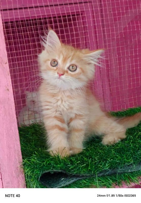 Persian kittens/ ginger / male / female / kittens available for sale 2