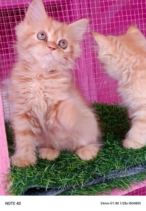 Persian kittens/ ginger / male / female / kittens available for sale 3