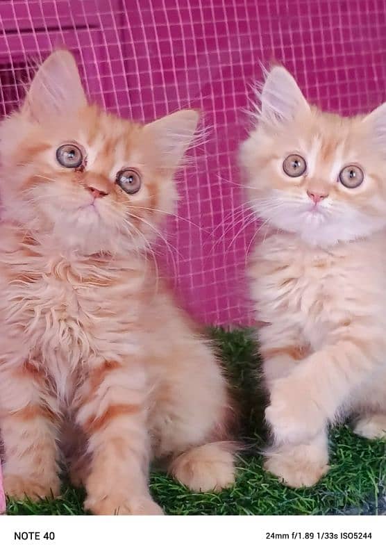 Persian kittens/ ginger / male / female / kittens available for sale 4