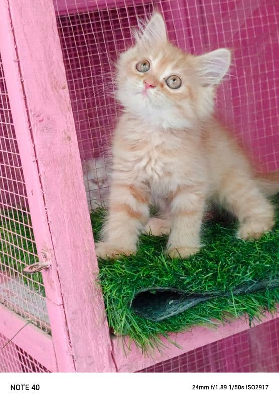 Persian kittens/ ginger / male / female / kittens available for sale 5