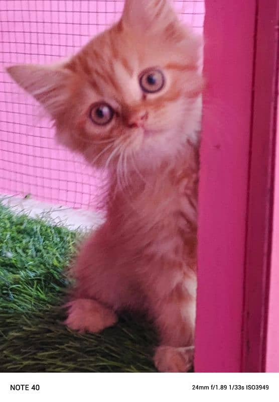 Persian kittens/ ginger / male / female / kittens available for sale 6