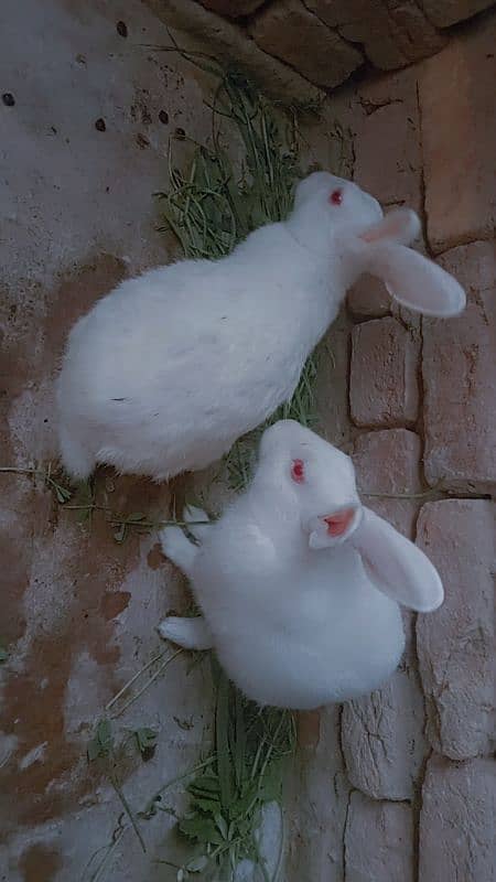 Red eye rabbits 1