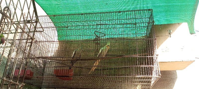 breeder pair ha or cage . . box ka sath ha koi issue nhi okay pair ha 0