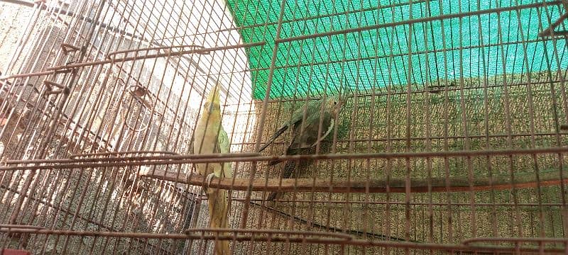 breeder pair ha or cage . . box ka sath ha koi issue nhi okay pair ha 1