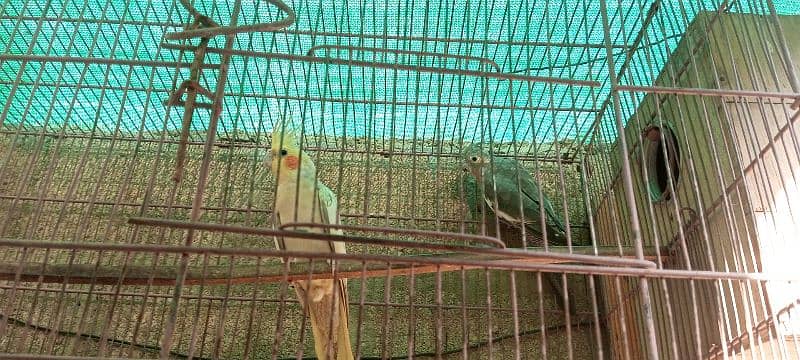 breeder pair ha or cage . . box ka sath ha koi issue nhi okay pair ha 4