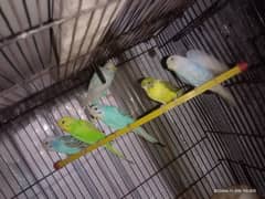 budgies pathy for sale