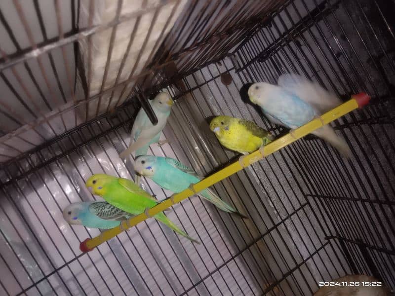 budgies pathy for sale 0