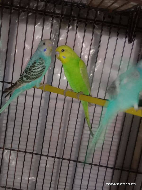 budgies pathy for sale 1