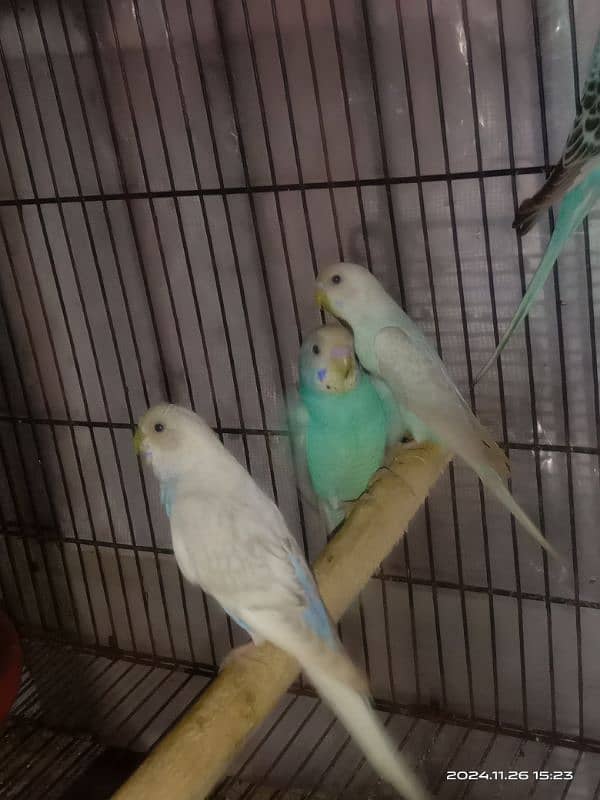 budgies pathy for sale 2