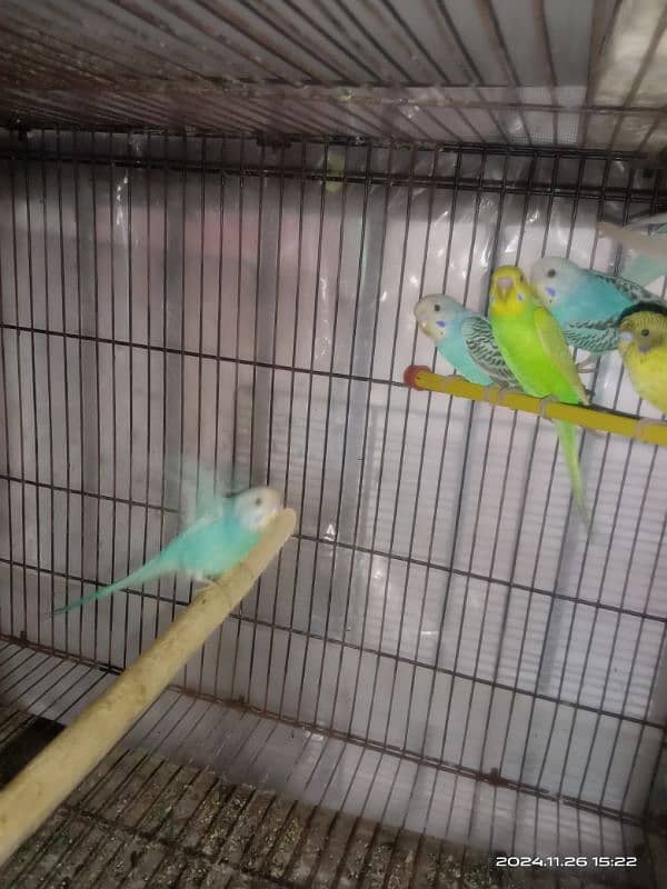 budgies pathy for sale 3