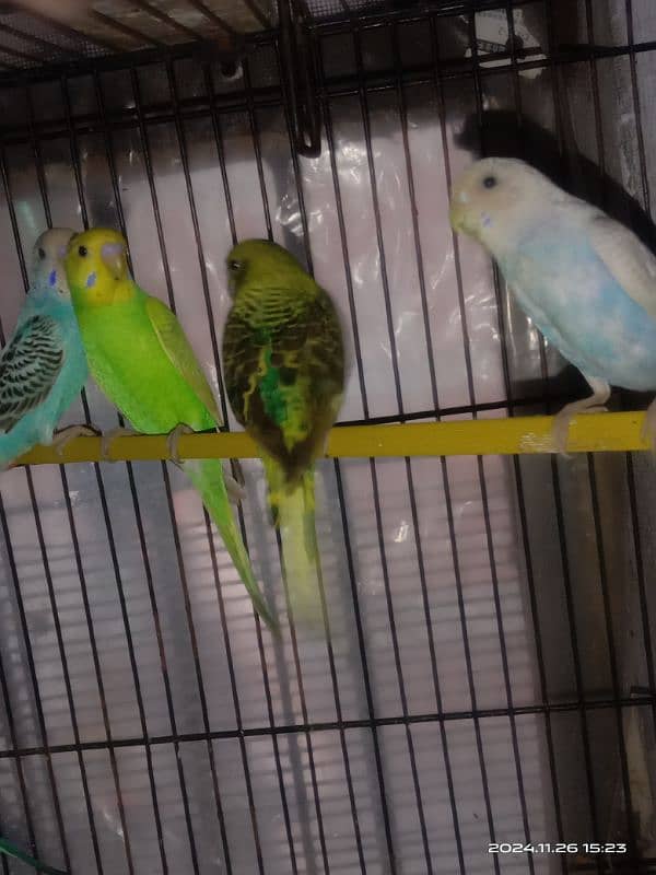 budgies pathy for sale 4