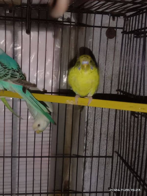 budgies pathy for sale 5