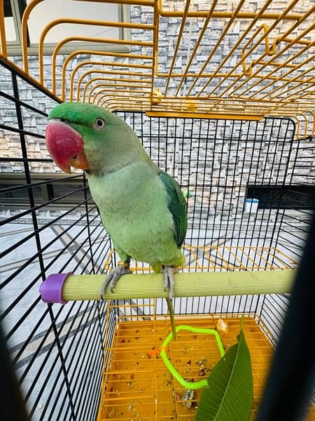 kashmiri parrot , talking parrort 1