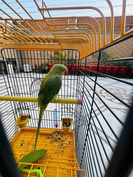 kashmiri parrot , talking parrort 3