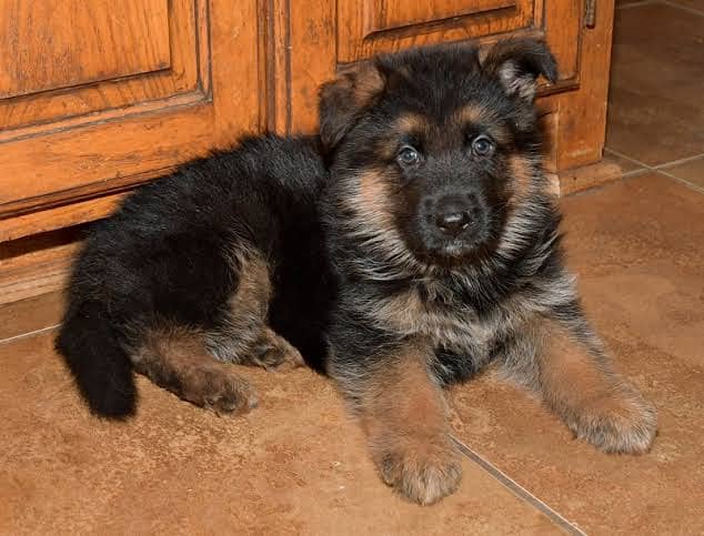 Germany Shepherd 2