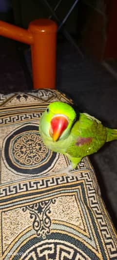 Janan parrot