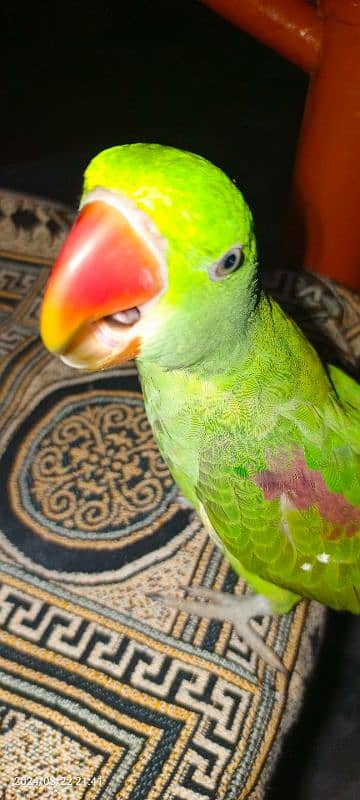 Janan parrot 1