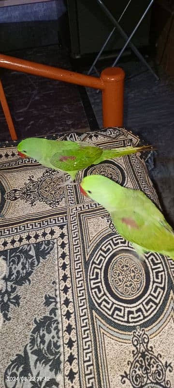 Janan parrot 2