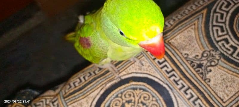 Janan parrot 3