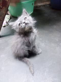 Persian kitten for sell