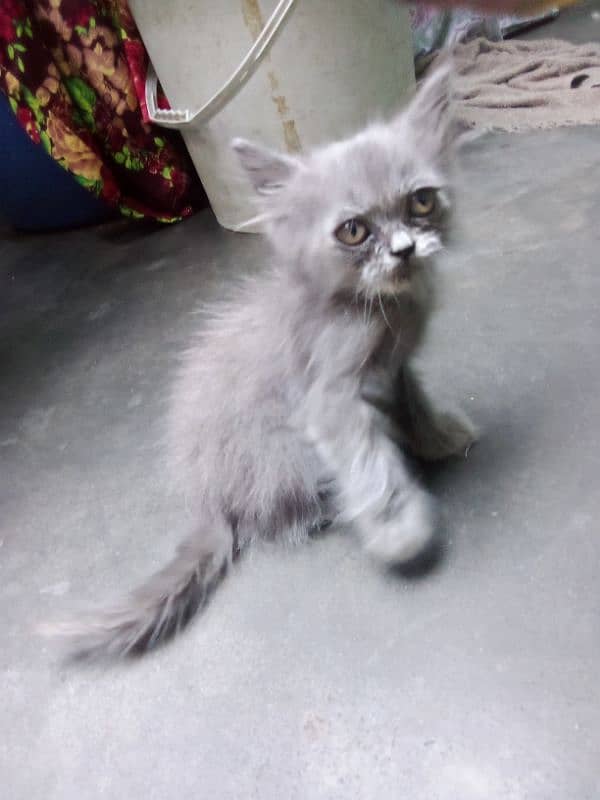 Persian kitten for sell 1