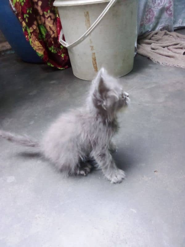 Persian kitten for sell 2