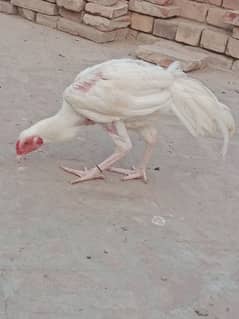 Heera aseel chicks for sale