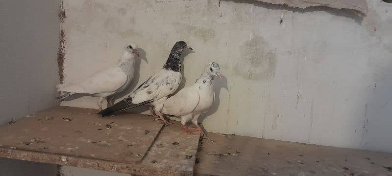 pigeons 2