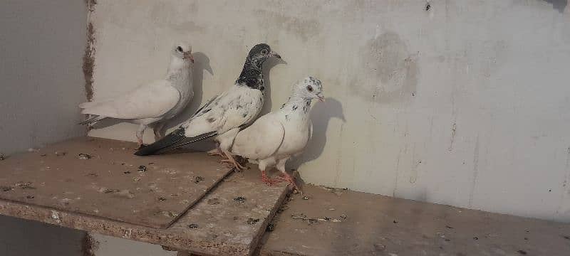 pigeons 3