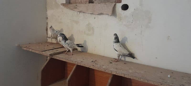 pigeons 11