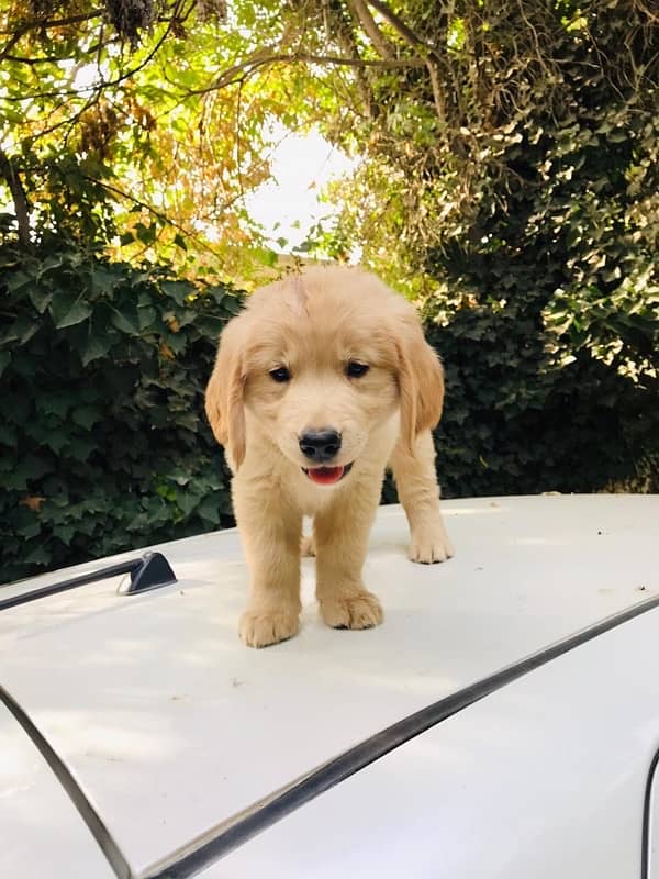 Golden retriever male puppies 1