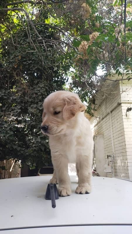 Golden retriever male puppies 2