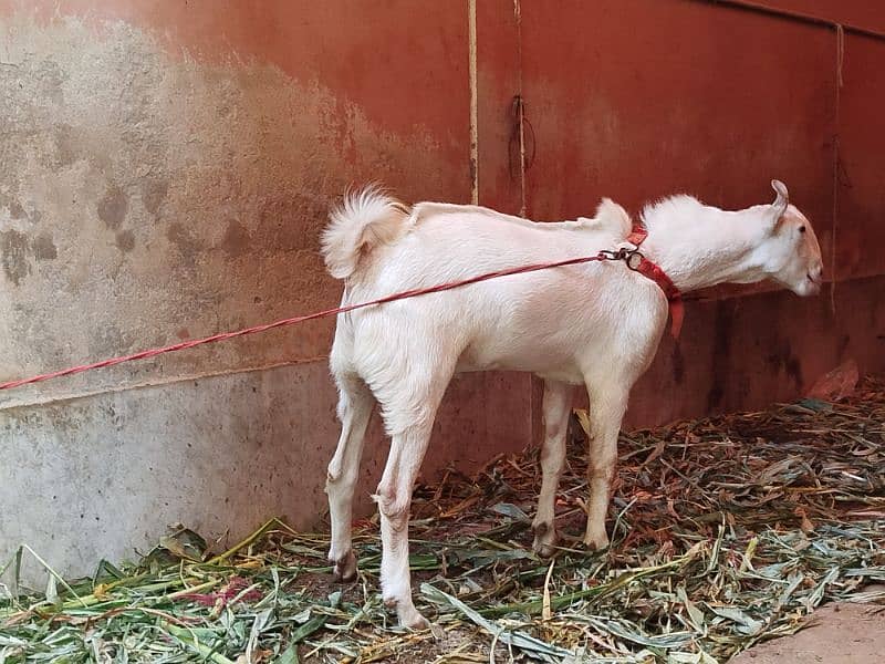 teddy Goat / Bakra / teddy /white teddi bakra / بکری  / goat 8