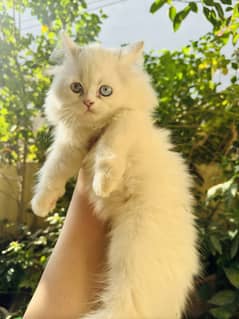 White persian kitten tripple coat punch face female kitten