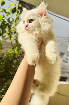 White persian kitten tripple coat punch face female kitten copper eyes