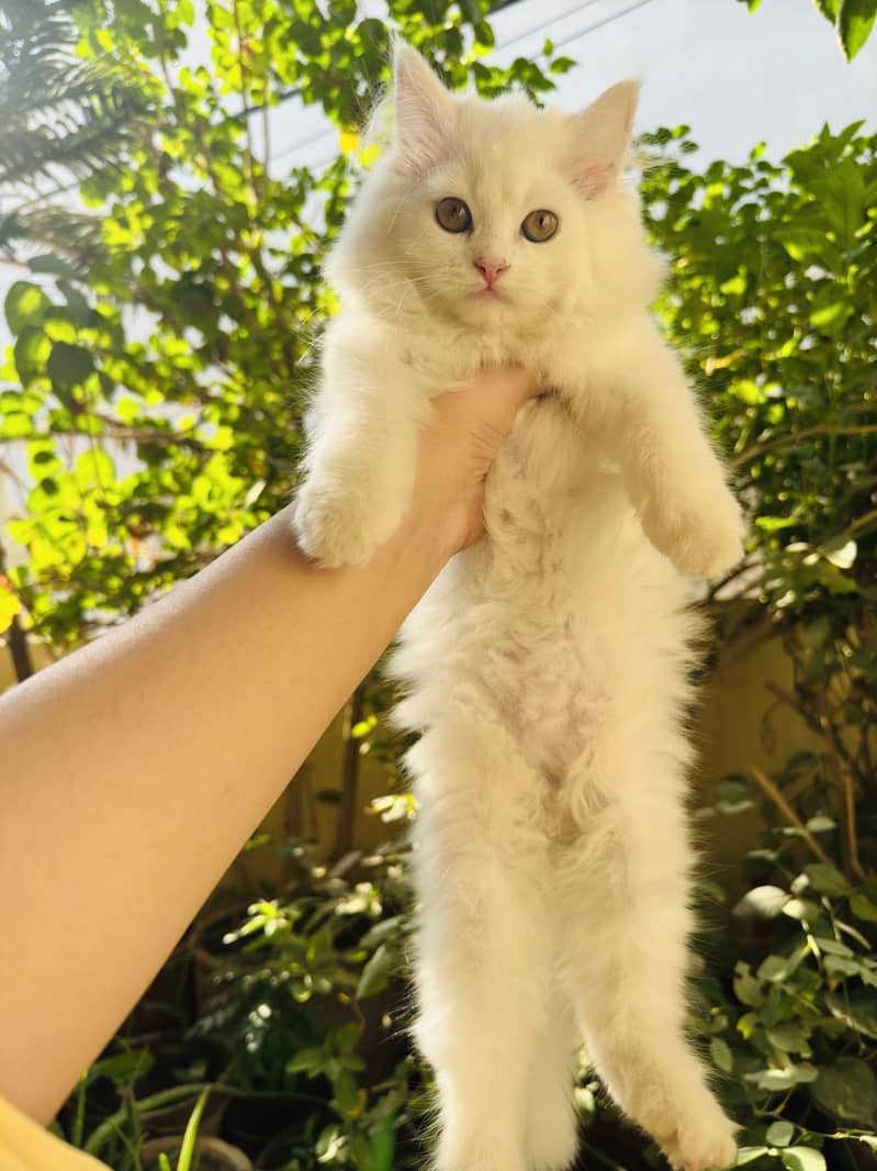 White persian kitten tripple coat punch face female kitten copper eyes 1