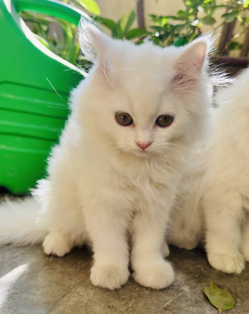 White persian kitten tripple coat punch face female kitten copper eyes 2