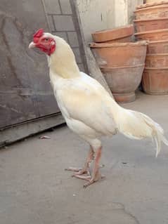 MALES ASEEL HEERA FOR SALE